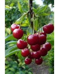 Вишня домашня Слов'янка (рання) | Вишня домашняя Славянка (ранняя) | Prunus cerasus Slavyanka